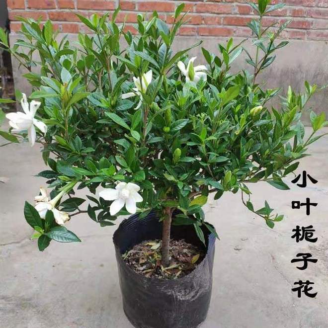 栀子花一年开几次花花期多少(图5)