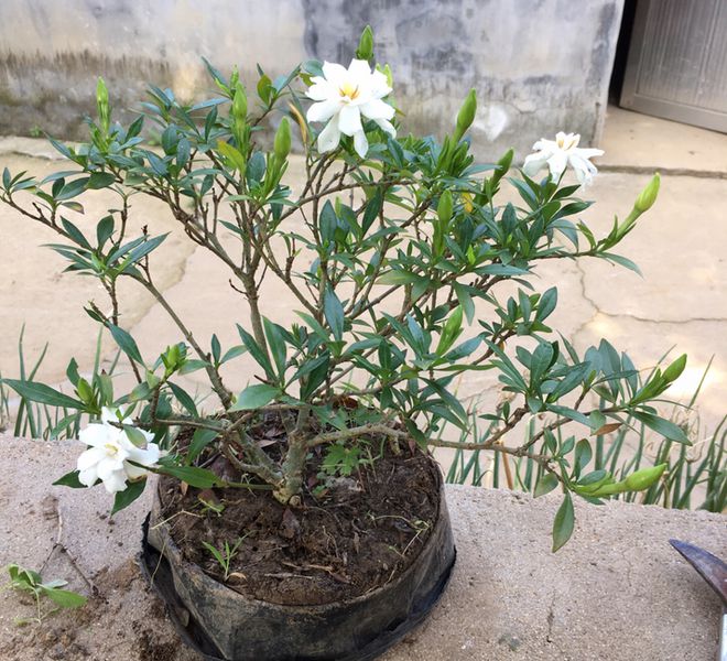 栀子花一年开几次花花期多少(图4)
