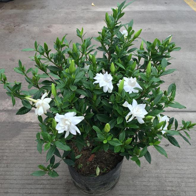栀子花一年开几次花花期多少(图2)