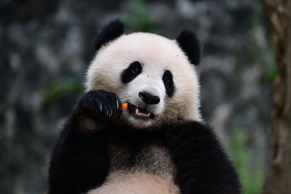 大熊猫宝力背上有洞伤痕累累？假！系毛发压覆形成(图2)