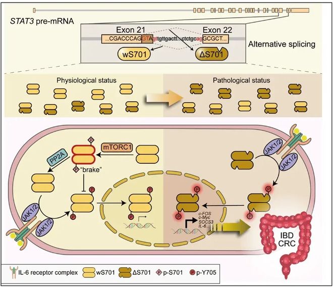 Sci Transl Med丨仝晶晶王志华破解炎症与癌症新机制：STAT3一个氨基酸的缺失竟成肠癌“加速器”！(图2)