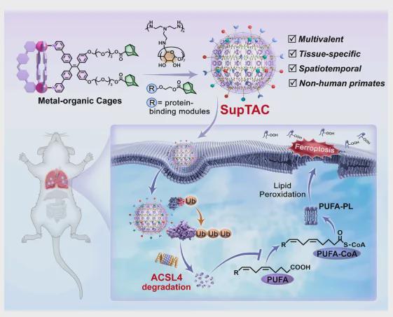 《细胞》:精准、定时清除“致病蛋白”!中国科学院团队带来新型靶向降解技术(图3)